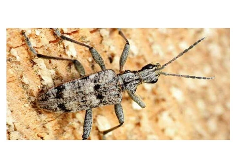 Pest Control Spiders Hobart - 3/8