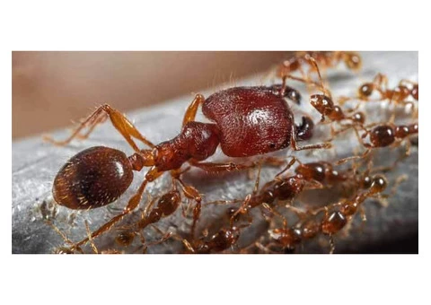 Pest Control Spiders Hobart - 4/8