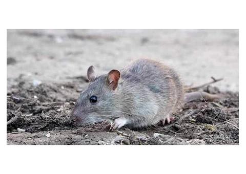 Pest Control Spiders Hobart - 5/8