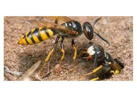 Pest Control Spiders Hobart - 6/8