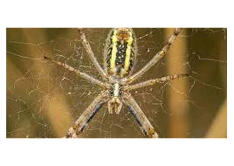 Pest Control Spiders Hobart - 7/8