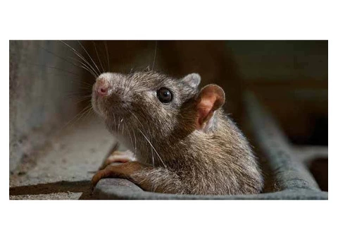 Pest Control Spiders Hobart - 8/8