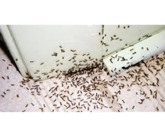 Pest Control Wallan