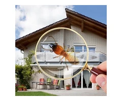 Pest Control Morningside