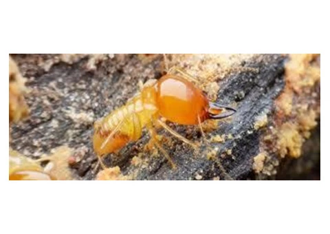 Pest Control Nundah - 3/6
