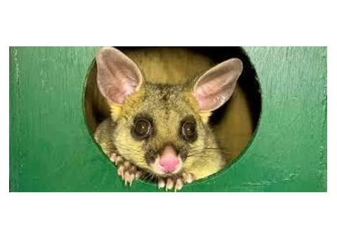 Possum Removal Melbourne - 1/3