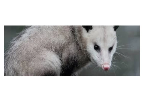 Possum Removal Melbourne - 2/3