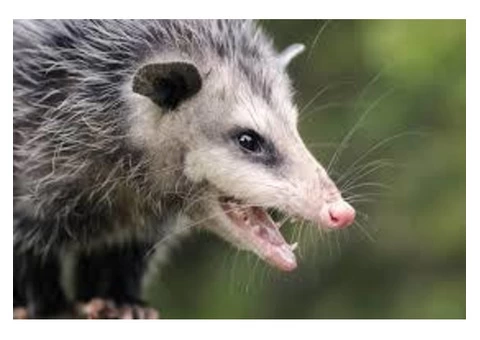 Possum Removal Melbourne - 3/3