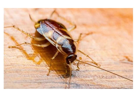 Pest Control Cammeray