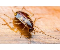 Pest Control Cammeray