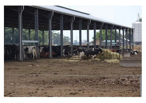 Dairy Shed Design and Construction - Entegra Signature Structures - 4/4