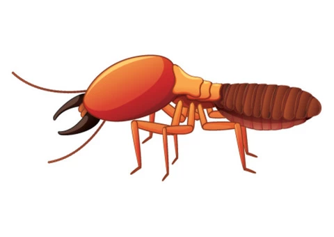 Pest Control Rivervale - 3/6