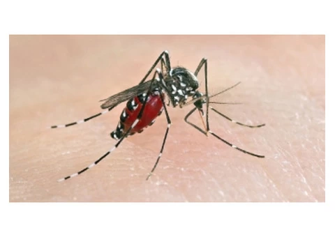 Pest Control Rivervale - 4/6