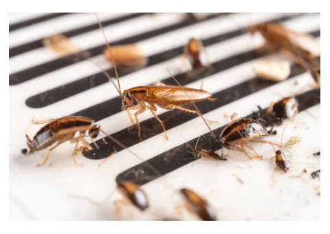 Pest Control Narrabundah - 2/2