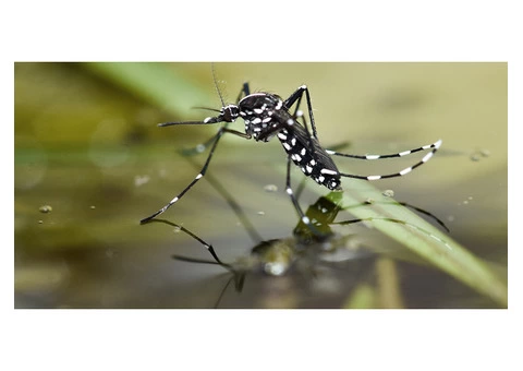 Pest Control Kaleen - 1/5