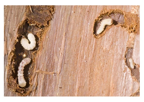 Pest Control Kaleen - 5/5