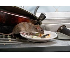 Rat And Mice Exterminator in Melbourne