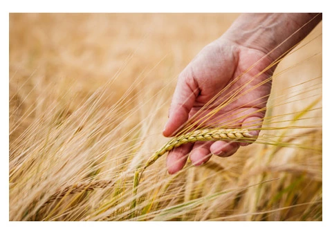 Keep Competitive Crop Nature Safe with Seed Treatment