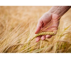 Keep Competitive Crop Nature Safe with Seed Treatment