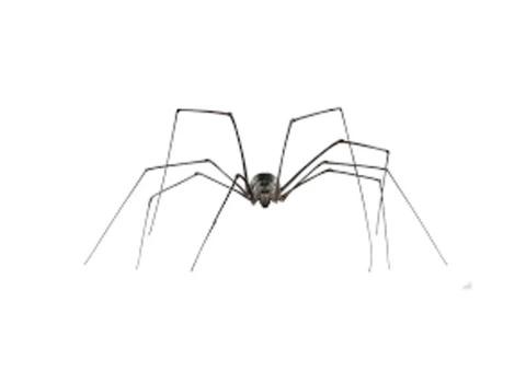 Spider Control Evatt - 1/3