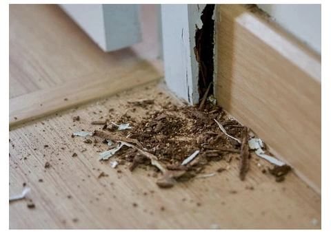 Termite Control Brisbane - 2/5