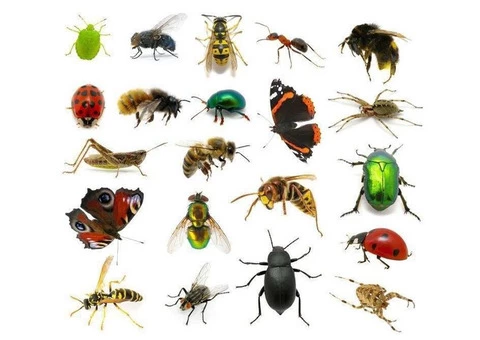 Pest Control Sorrento - 3/7