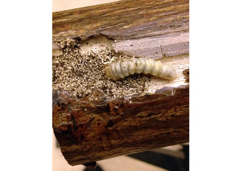 Pest Control Sorrento - 4/7