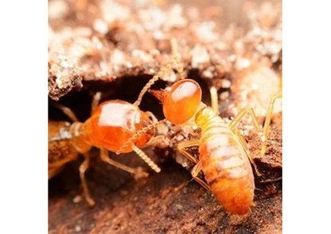 Pest Control Annerley - 2/4