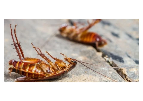 Pest Control Sandringham - 3/5