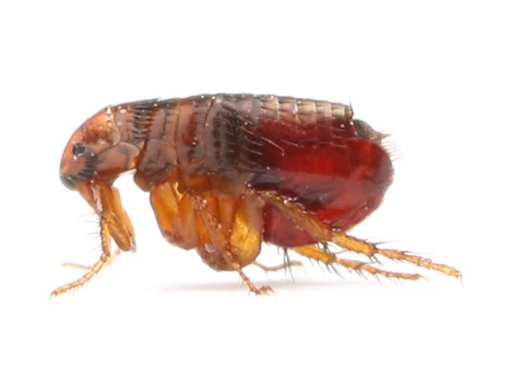 Pest Control Sandringham - 4/5