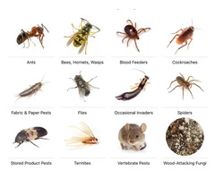 Pest Control Seaford