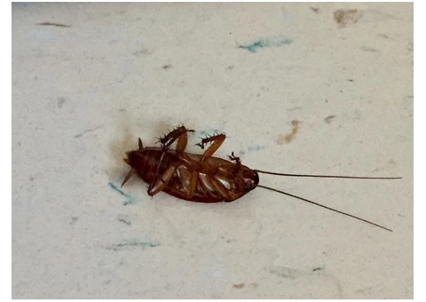 Pest Control Seaford - 2/8