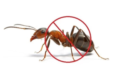 Pest Control Seaford - 3/8