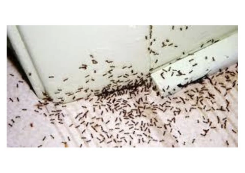 Pest Control Seaford - 5/8