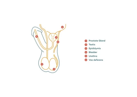 Erectile Dysfunction Treatment Over The Counter - 3/5