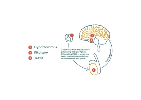 Testicular Cancer Symptoms Treatment Over The Counter