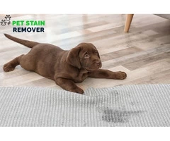 Guaranteed Pet Stain Removal from Carpet by Professionals in Melbourne