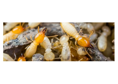 Termite Control Perth - 2/2