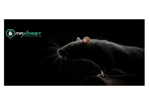 Rodent Control Adelaide - 1/4