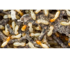 Termite Control Canberra