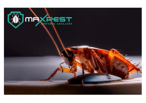 Cockroach Control Adelaide - 1/8