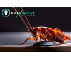 Cockroach Control Adelaide