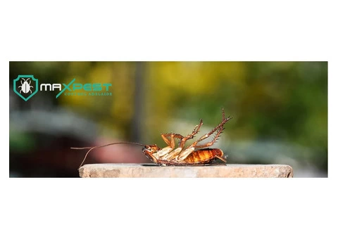 Cockroach Control Adelaide - 5/8