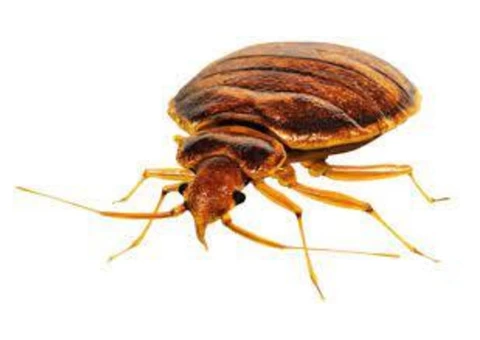 Bed Bug Control Adelaide - 2/4
