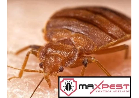 Bed Bug Control Adelaide - 4/4
