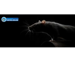 Rodent Control Adelaide