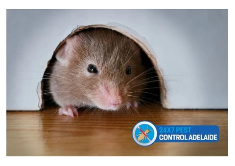 Rodent Control Adelaide - 5/8