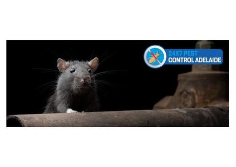 Rodent Control Adelaide - 6/8