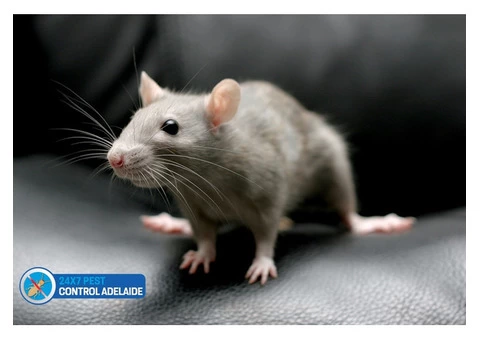 Rodent Control Adelaide - 8/8