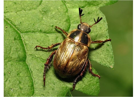 Pest Control Canberra - 3/4